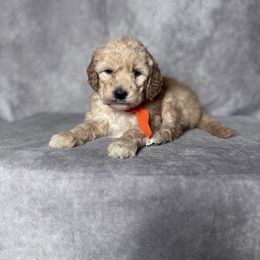 Marina's orange female - Apricot female Goldendoodle puppy in Piedmont, South Carolina from The Farm at Saluda Ridge