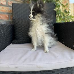 Paco - Tri-colored male Pomeranian puppy in California from Savvypomeranians
