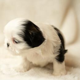 Shih Tzu Puppies from Good Lil Shih Tzu