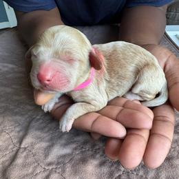 Pink Collar Girl - Caramel female Australian Labradoodle puppy in Hagerstown, Maryland from Westfields Labradoodles