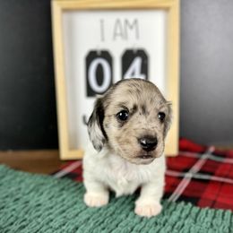 Dachshund Puppies from Queen of Weens Dachshunds