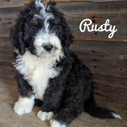 Rusty - Tri-color male Bernedoodle puppy in Lancaster, Minnesota from Richardville Hunde