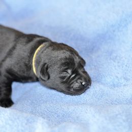 Labrador Retriever Puppies from Loudon's Labradors