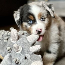 Miniature Australian Shepherds and Toy Australian Shepherds from Little Wood Toy and Mini Aussies