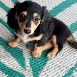 Onyx - Black and cream female Dachshund puppy in Lexington, Oklahoma from BooneDox Miniature Dachshunds