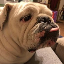 Bulldogs from Miller Bulldogs