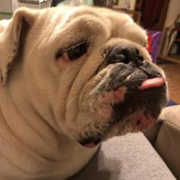 Bulldogs from Miller Bulldogs