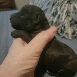 Hazel - Brown female Poodle puppy in Arkansas from Harper's Pups