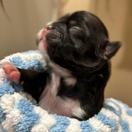 Remmy - Black and white male Shih Tzu puppy in Victorville, California from RUMBLE n TUMBLE