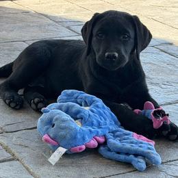 Blue Boy - Black male Labrador Retriever puppy in Colorado from Albrecht Farms Labrador Retrievers