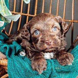 Hoka - Chocolate female Australian Labradoodle puppy in Decatur, Alabama from Southern Meadows Doodles