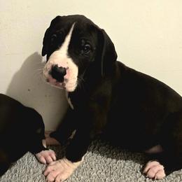 Mantle Male C - Mantle male Great Dane puppy in Golconda, Illinois from Breken Great Danes