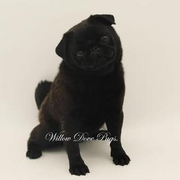 Wednesday - Pug