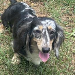 Mochi - Dachshund