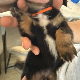 Orange Collar boy - Black and tan male Dachshund puppy in Apopka, Florida from The HotDog Stand
