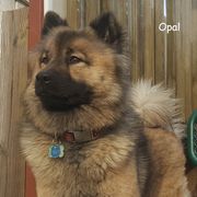 Opal - Eurasier