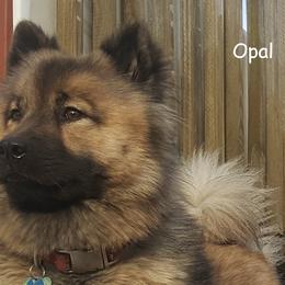 Opal - Eurasier