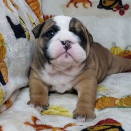 Bulldog Puppies from Illinois Bullies Kennel