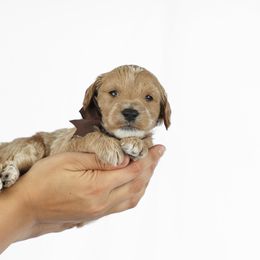 Goldendoodle Puppies from Loving Hearts Goldendoodles