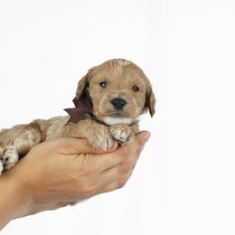 Goldendoodle Puppies from Loving Hearts Goldendoodles