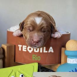 Rio - Red  male Goldendoodle puppy in Pine Grove, California from Lundee Doodles