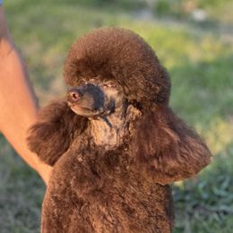 Osya - Poodle