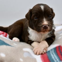 Mr Branson - Red & white male Miniature American Shepherd puppy in Damascus, Oregon from Rebel Soul Minis