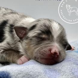 Miniature Australian Shepherds and Toy Australian Shepherds from Bar C Toy & Mini Aussies