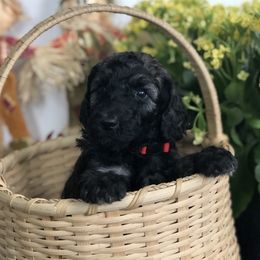 Old English Sheepdog, Poodle, and Sheepadoodle Puppies from Mountain Peak Doodles