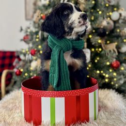 HARVEY harvest - male Australian Mountain Doodle puppy in Taylors, South Carolina from Aspen Mountain Doodles LLC