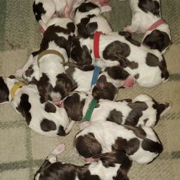 English Springer Spaniel Puppies from Hoppin Honey Homestead