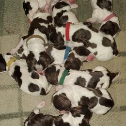 English Springer Spaniel Puppies from Hoppin Honey Homestead