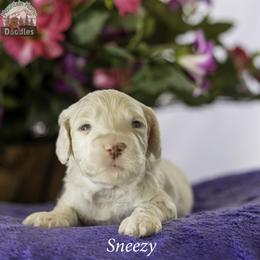 Sneezy - Chalk male Australian Labradoodle puppy in Cashmere, Washington from Mountain Home Doodles