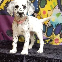 Dalmatian Puppies from Speckled Spots Dalmatians
