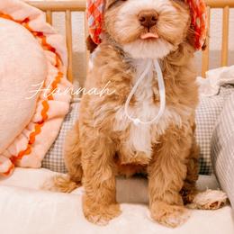Hannah - Caramel female Australian Labradoodle puppy in Valley Springs, California from Blue Denim Doodles