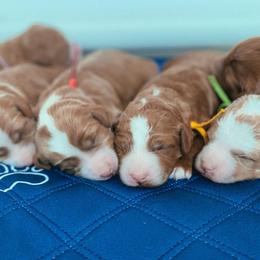 Bernedoodle, Boxer, Goldendoodle, Havapoo, and Poodle Puppies from Lady Paws Puppies