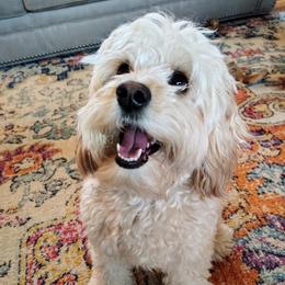 Cavapoo puppies from Oasis Cavapoos