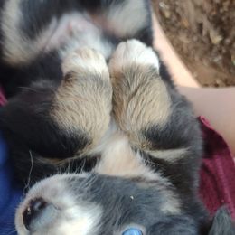 Australian Shepherd Puppies from Southern Boy Blues Aussies