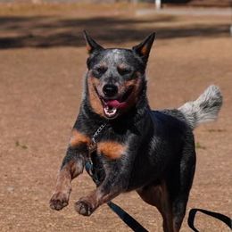Australian Cattle Dogs from Butterfly Butte Australian Cattle Dogs