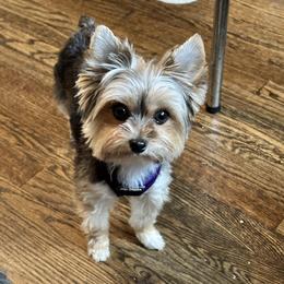 Traditional Yorkie - Black and gold female Yorkshire Terrier puppy in Des Moines, Iowa from Diamond Yorkshire Terriers