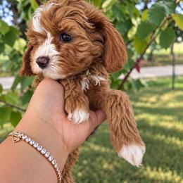 Moon - Blenheim female Cavapoo puppy in Austin, Texas from Doodles of Central Texas