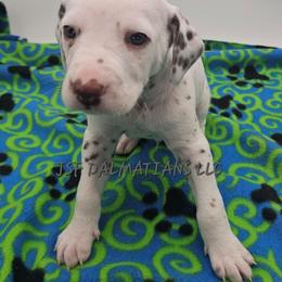 Homozygous liver tricolor - White and liver brown male Dalmatian puppy in Conrath, Wisconsin from JSF Dalmatians LLC