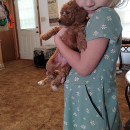 Poodle Puppies from Grace Colt Farms