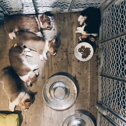 Pembroke Welsh Corgi Puppies from Southern Corgi
