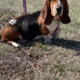 Basset Hound puppies from Little Patch of Heaven
