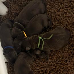 Green Collar Male - Chocolate male Labrador Retriever puppy in Kissimmee, Florida from SunState Labs