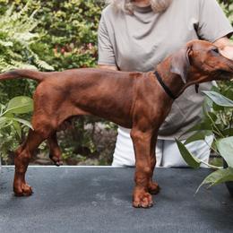 Rhodesian Ridgeback Puppies from African Legends Rhodesian Ridgebacks