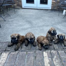 Soft Coated Wheaten Terrier Puppies from Warzalas wheatens