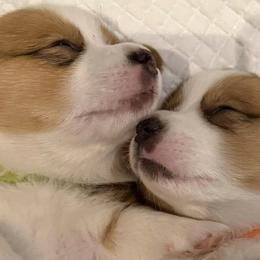 Pembroke Welsh Corgis from J&S Corgi