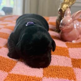 Inka - Black female Labrador Retriever puppy in Greensburg, Kentucky from Paws Farm Retrievers